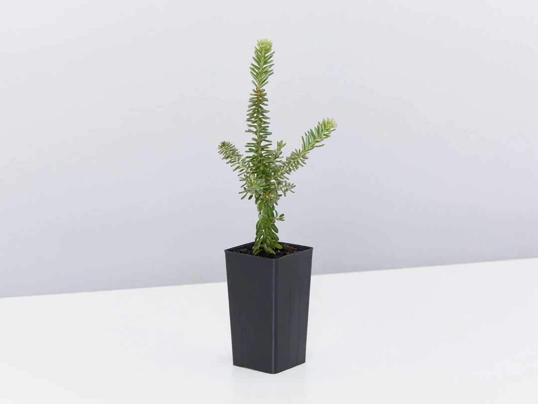 Shrubs Border Plants Grevillea Lanigera Mt Tamboritha 5 Shrubs Border Plants Grevillea Lanigera Mt Tamboritha