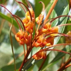 Shrubs Assorted Grevillea Plant Pack
