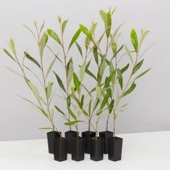 Shrubs Grevillea Orange Marmalade