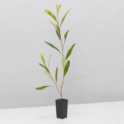 Shrubs Assorted Grevillea Plant Pack