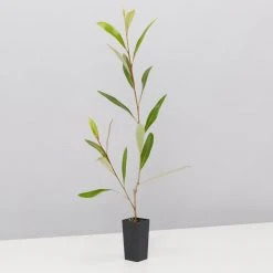 Shrubs Grevillea Orange Marmalade