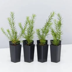 Shrubs Grevillea Pink Pearl