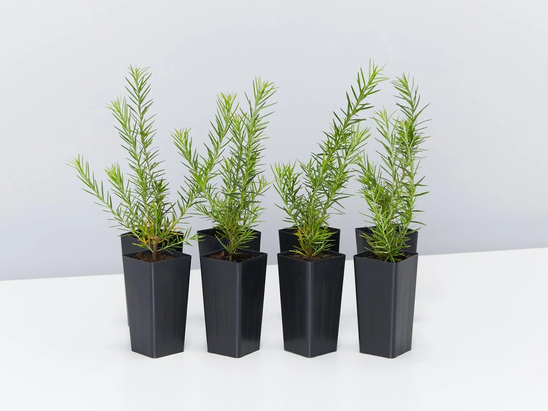 Shrubs Grevillea Pink Pearl 3 Shrubs Grevillea Pink Pearl