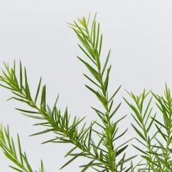 Shrubs Grevillea Pink Pearl 9 Shrubs Grevillea Pink Pearl