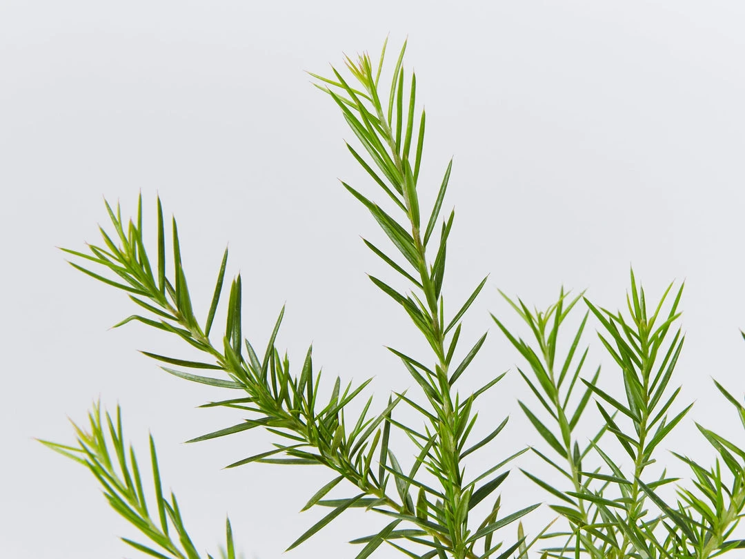 Shrubs Grevillea Pink Pearl 5 Shrubs Grevillea Pink Pearl