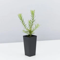 Shrubs Grevillea Pink Pearl 10 Shrubs Grevillea Pink Pearl