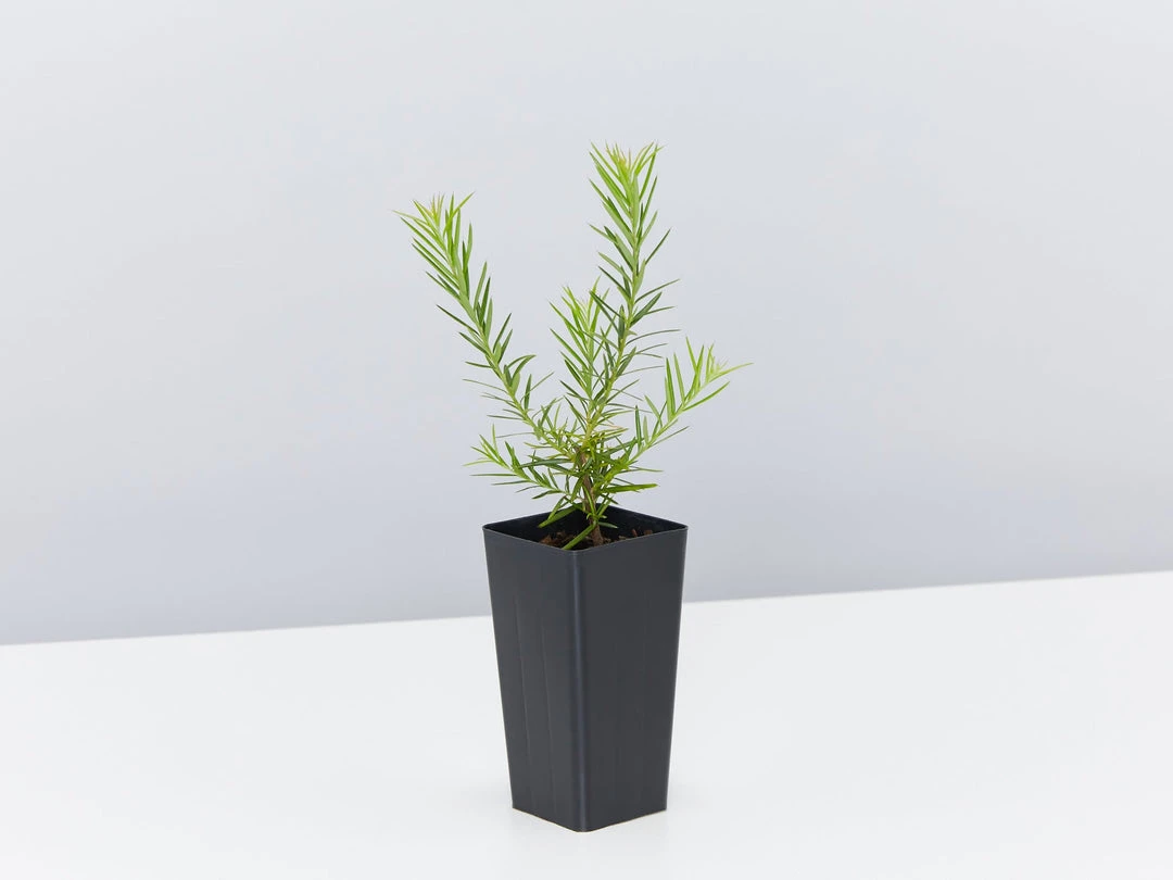 Shrubs Grevillea Pink Pearl 6 Shrubs Grevillea Pink Pearl