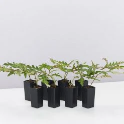 Shrubs Grevillea X Poorinda Royal Mantle Full Sun