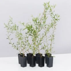 Shrubs Grevillea Olivacea X Presii Red Sunset