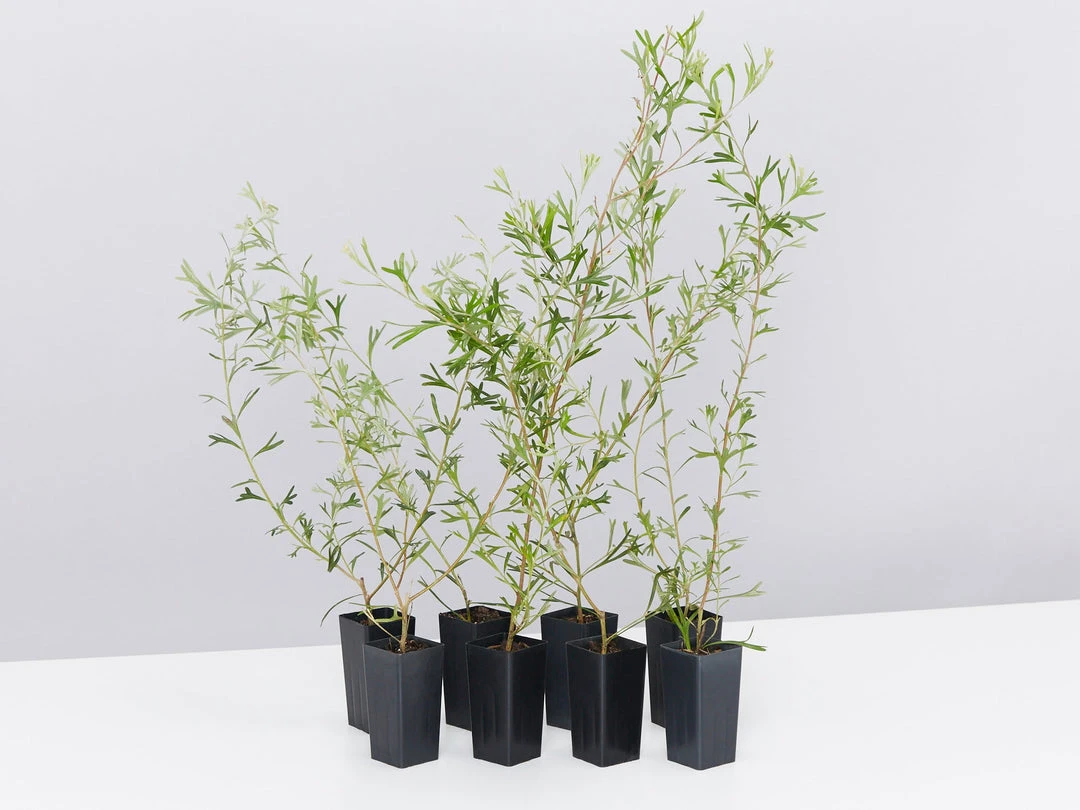 Shrubs Grevillea Olivacea X Presii Red Sunset 3 Shrubs Grevillea Olivacea X Presii Red Sunset