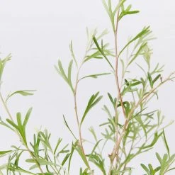 Shrubs Grevillea Olivacea X Presii Red Sunset