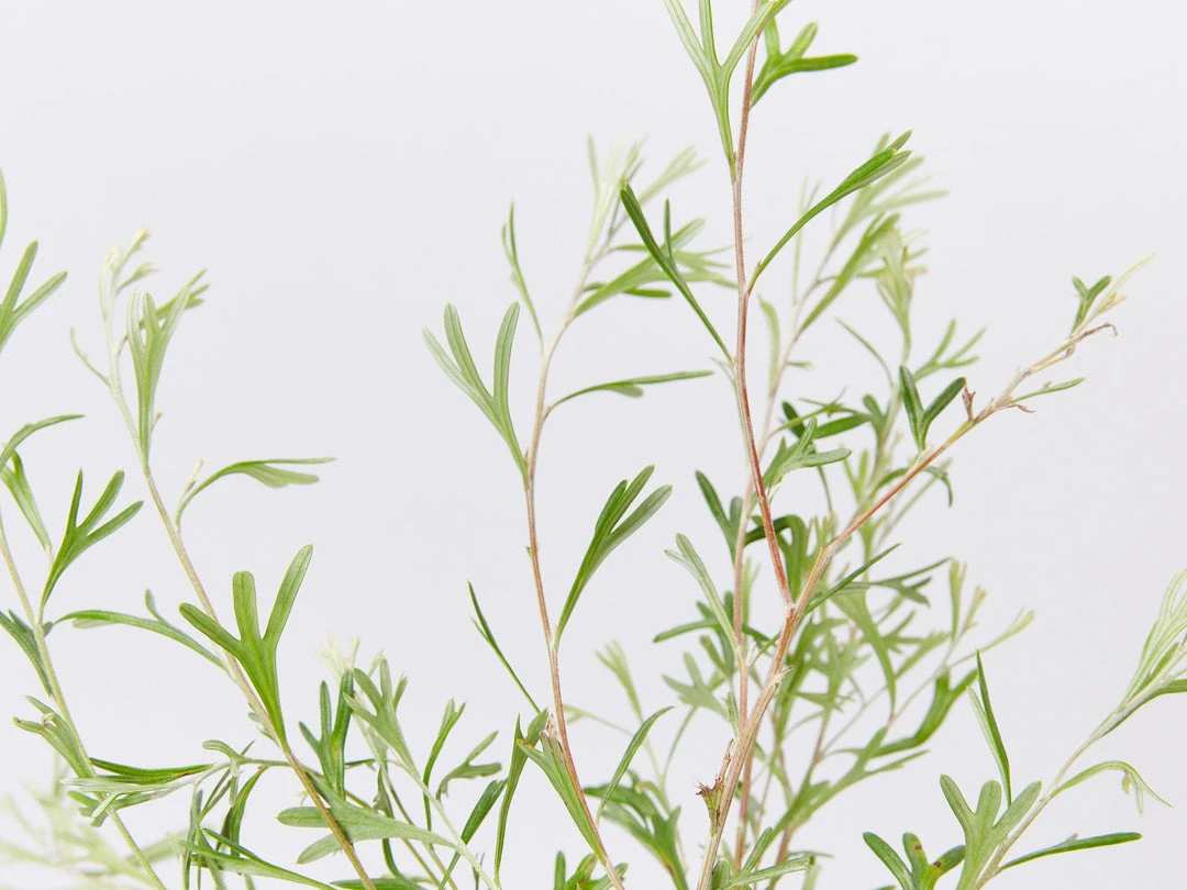 Shrubs Grevillea Olivacea X Presii Red Sunset 4 Shrubs Grevillea Olivacea X Presii Red Sunset