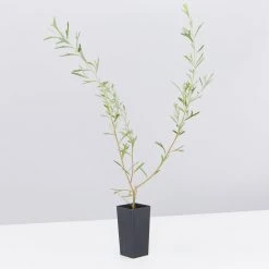 Shrubs Grevillea Olivacea X Presii Red Sunset 8 Shrubs Grevillea Olivacea X Presii Red Sunset