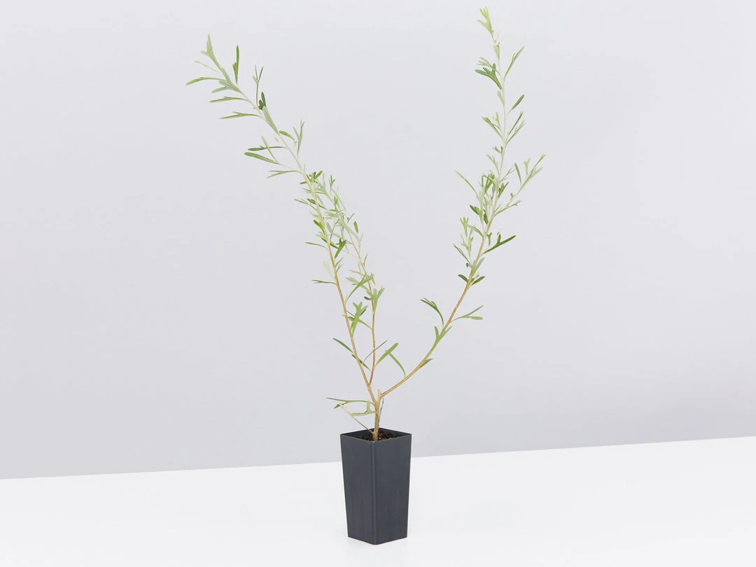 Shrubs Grevillea Olivacea X Presii Red Sunset 5 Shrubs Grevillea Olivacea X Presii Red Sunset