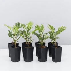 Hedge Shrubs Grevillea Robyn Gordon