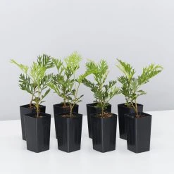 Hedge Grevillea Ned Kelly Shrubs