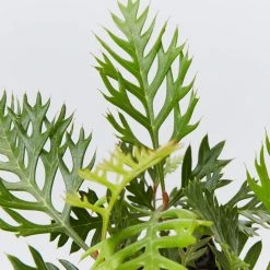 Hedge Shrubs Grevillea Robyn Gordon