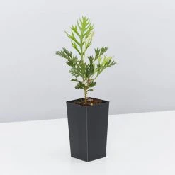 Hedge Grevillea Ned Kelly Shrubs