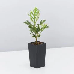 Hedge Shrubs Grevillea Robyn Gordon