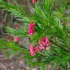 Shrubs Grevillea Rosy's Baby