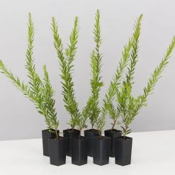 Shrubs Grevillea Rosy's Baby