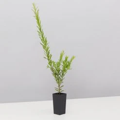 Shrubs Assorted Grevillea Plant Pack