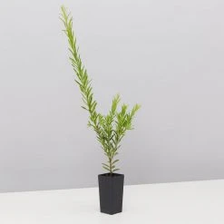 Shrubs Grevillea Rosy's Baby