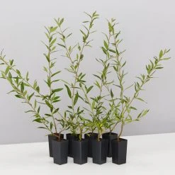 Shrubs Grevillea Splendour