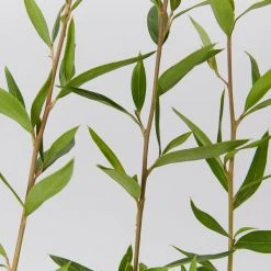 Shrubs Grevillea Splendour