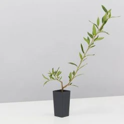 Shrubs Grevillea Splendour