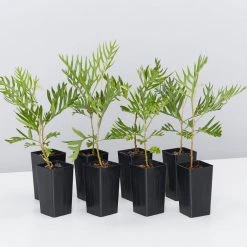 Hedge Grevillea Banksii "Superb" Hedging Plants