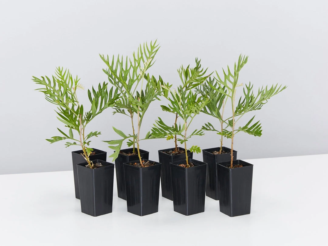 Hedge Grevillea Banksii "Superb" Hedging Plants 3 Hedge Grevillea Banksii "Superb" Hedging Plants