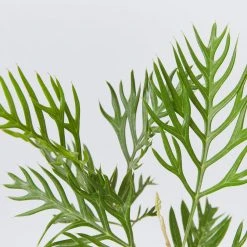 Hedge Grevillea Banksii "Superb" Hedging Plants 8 Hedge Grevillea Banksii