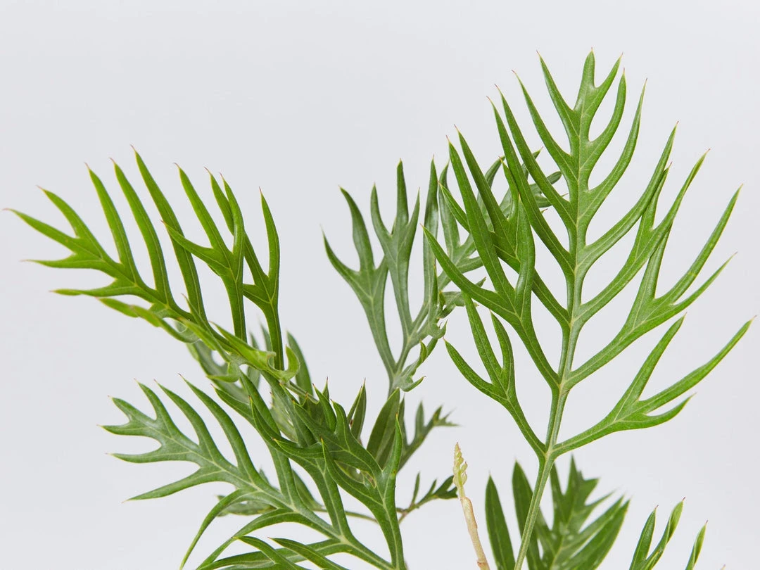 Hedge Grevillea Banksii "Superb" Hedging Plants 5 Hedge Grevillea Banksii "Superb" Hedging Plants