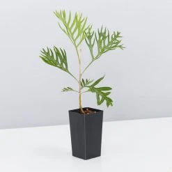 Hedge Grevillea Banksii "Superb" Hedging Plants 9 Hedge Grevillea Banksii