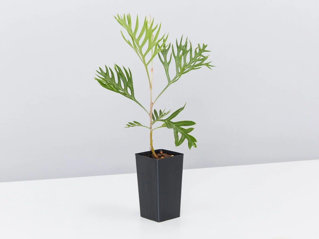 Hedge Grevillea Banksii "Superb" Hedging Plants 6 Hedge Grevillea Banksii "Superb" Hedging Plants