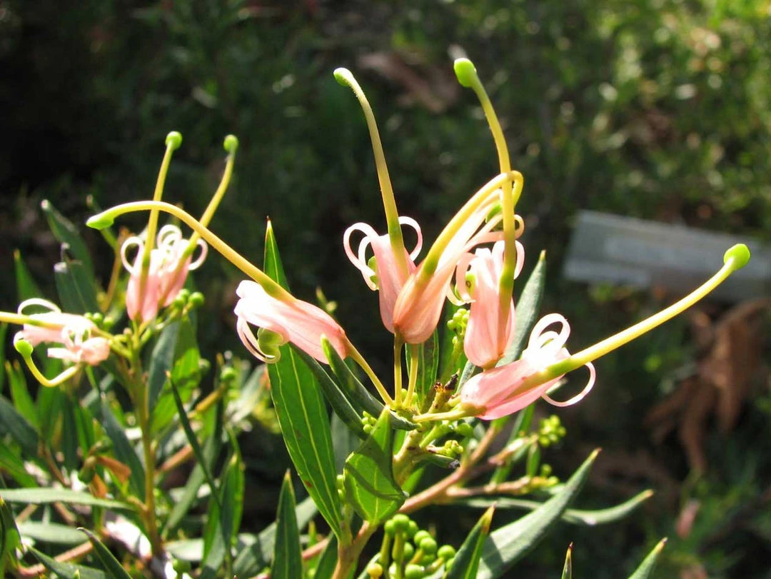 Shrubs Grevillea Forest Rambler Hedging Plants 4 Shrubs Grevillea Forest Rambler Hedging Plants