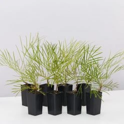 Shrubs Grevillea Banksii X Pteridifolia Honey Gem