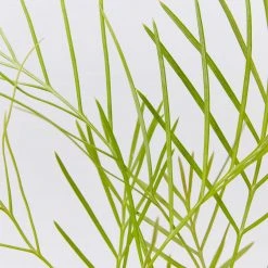 Shrubs Grevillea Banksii X Pteridifolia Honey Gem