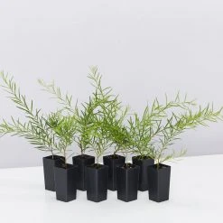 Shrubs Grevillea Lilliane