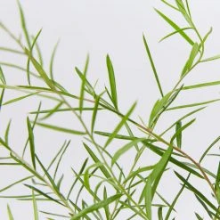 Shrubs Grevillea Lilliane