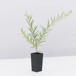 Shrubs Grevillea Lilliane