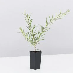 Shrubs Birds And Bees ๐ Australian Native Plant Pack 28 Shrubs Birds And Bees ???? Australian Native Plant Pack