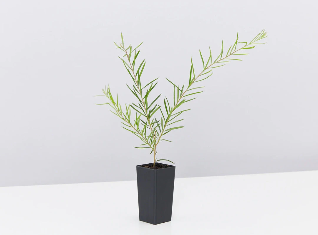 Shrubs Birds And Bees ๐ Australian Native Plant Pack 14 Shrubs Birds And Bees ???? Australian Native Plant Pack