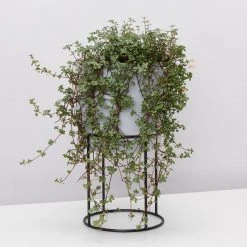 Indoor Garden Pilea Silver Sprinkles - Pot + Plant Gift Kits