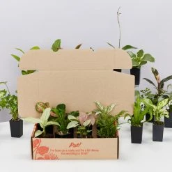 Indoor Garden Mr Kitly 6 Houseplants & 6 Pots