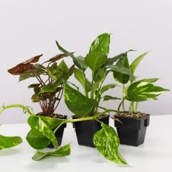 Indoor Garden The Plant Killers Pack - 85mm Plant Packs