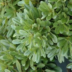 Shrubs Pittosporum Tobira Dwarf