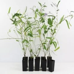 Shrubs Hardenbergia Violacea Full Sun