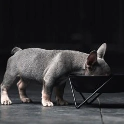 Bendo Best Selling Gifts The WOOF Dog Bowl - MIX 'N MATCH